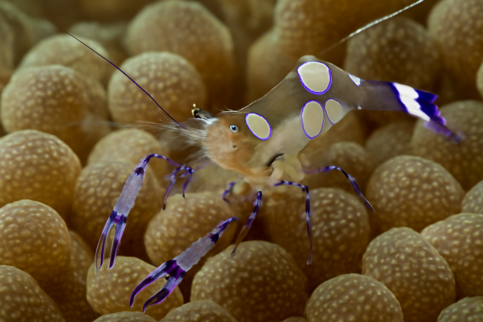 Anemone Shrimp