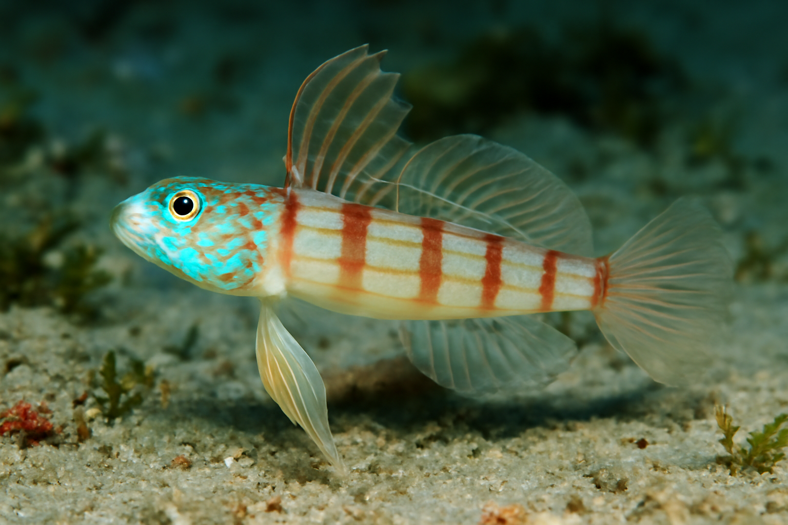 Manokia's Goby