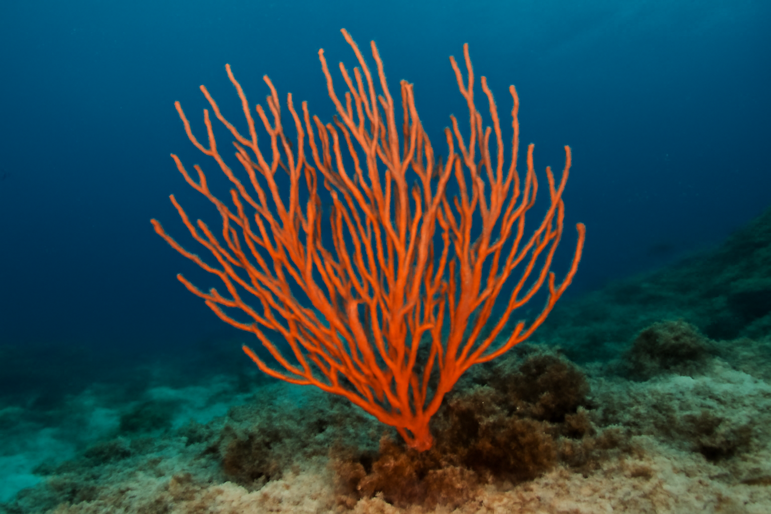 Branched Sea Whip