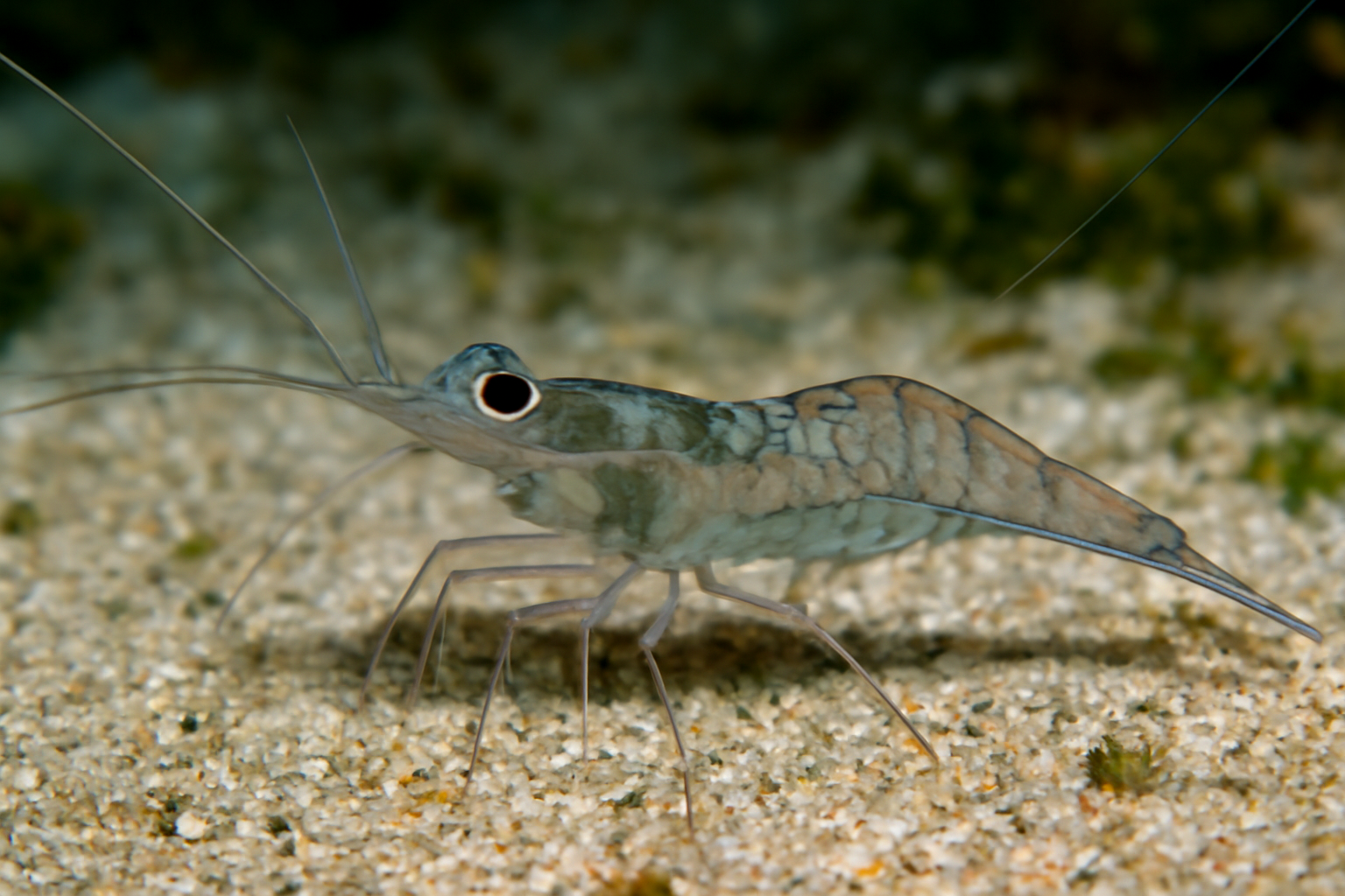 Glass Shrimp