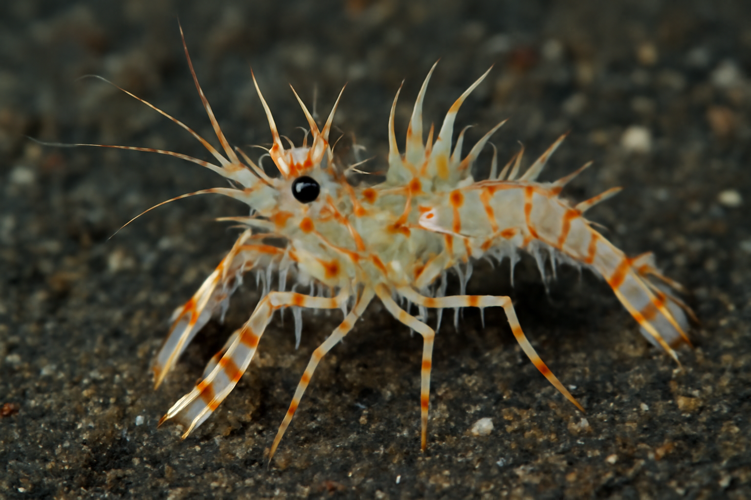 Lembeh Sea Shrimp