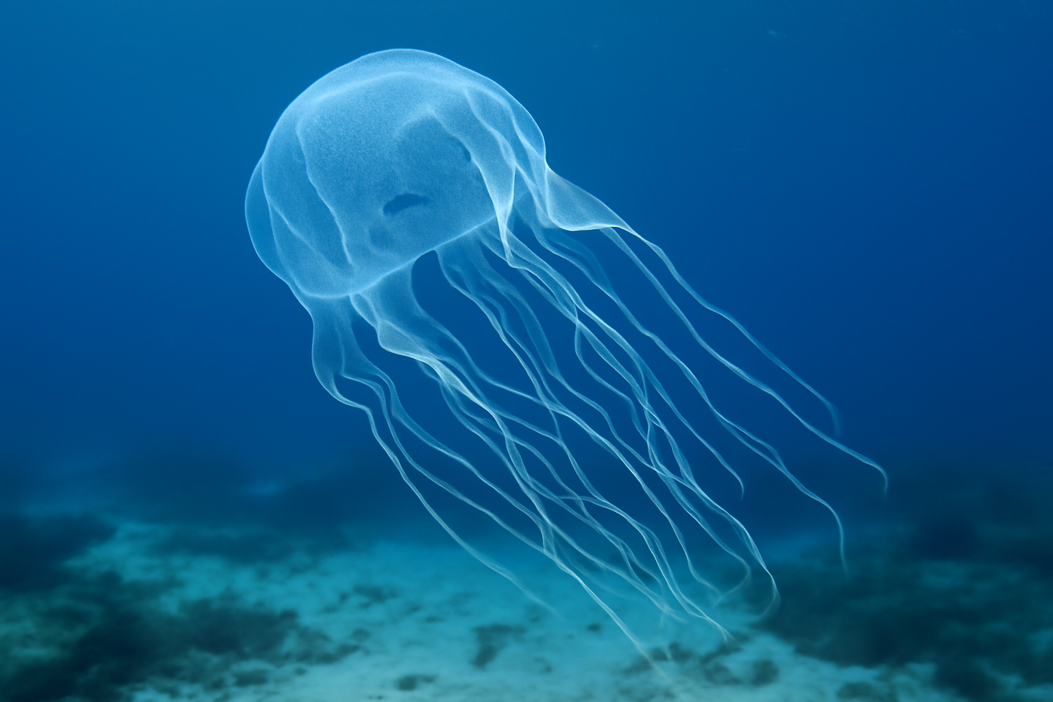 Australian Box Jellyfish