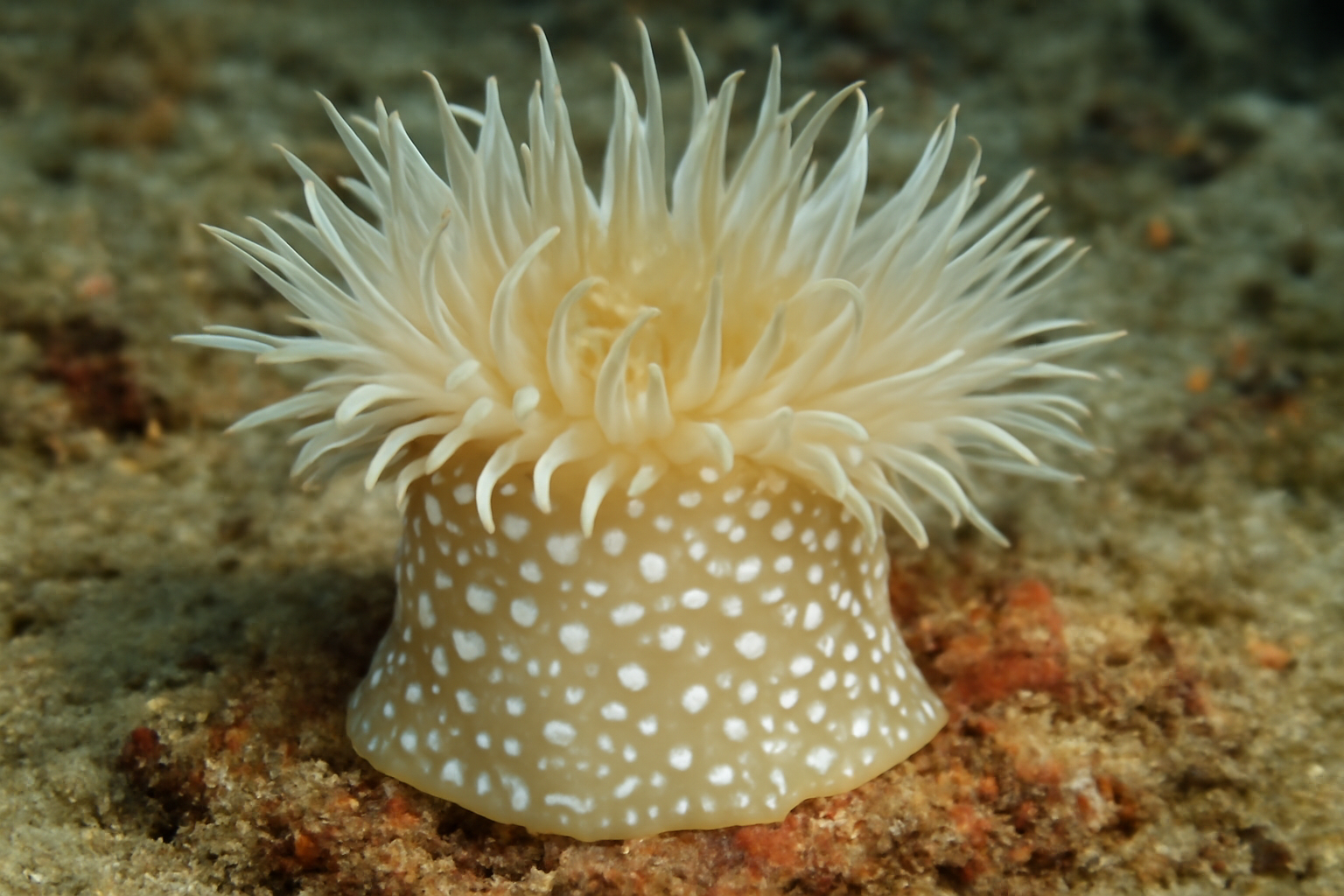 White-spotted sea anemone