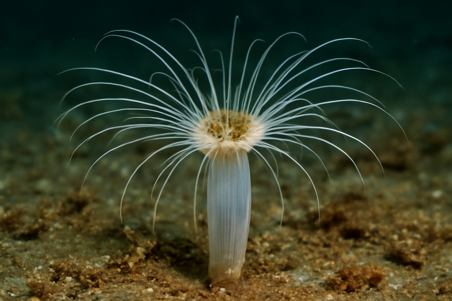 Arachnactis aspergillum