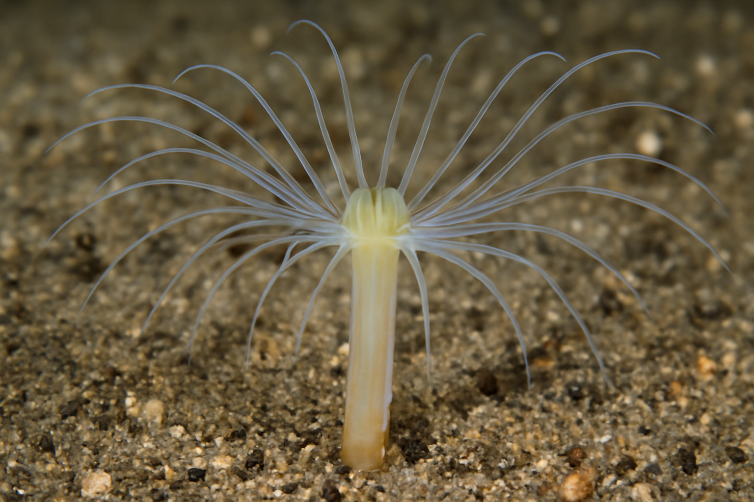 Arachnactis digitata