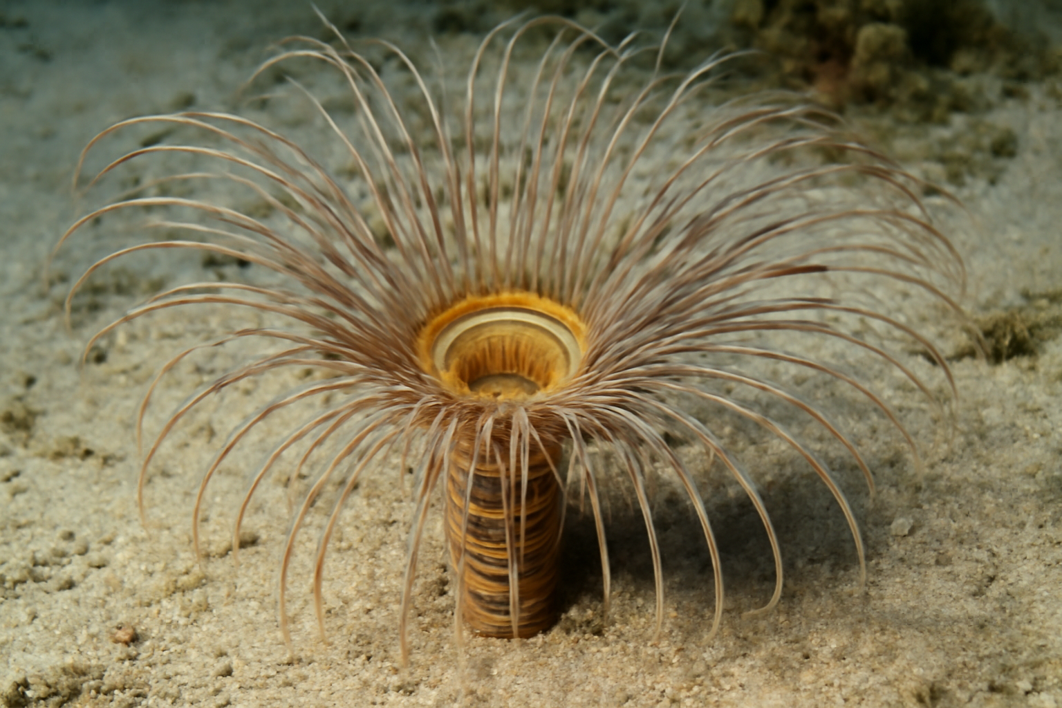 Banded tube anemone