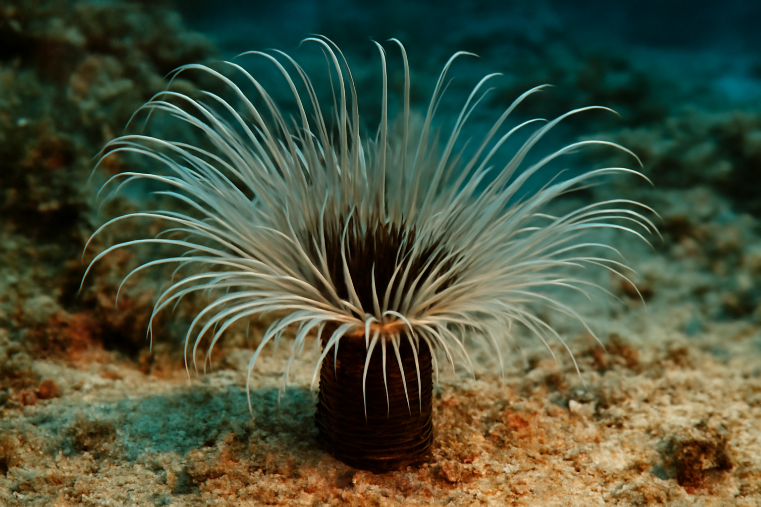 Mediterranean Cerianthid