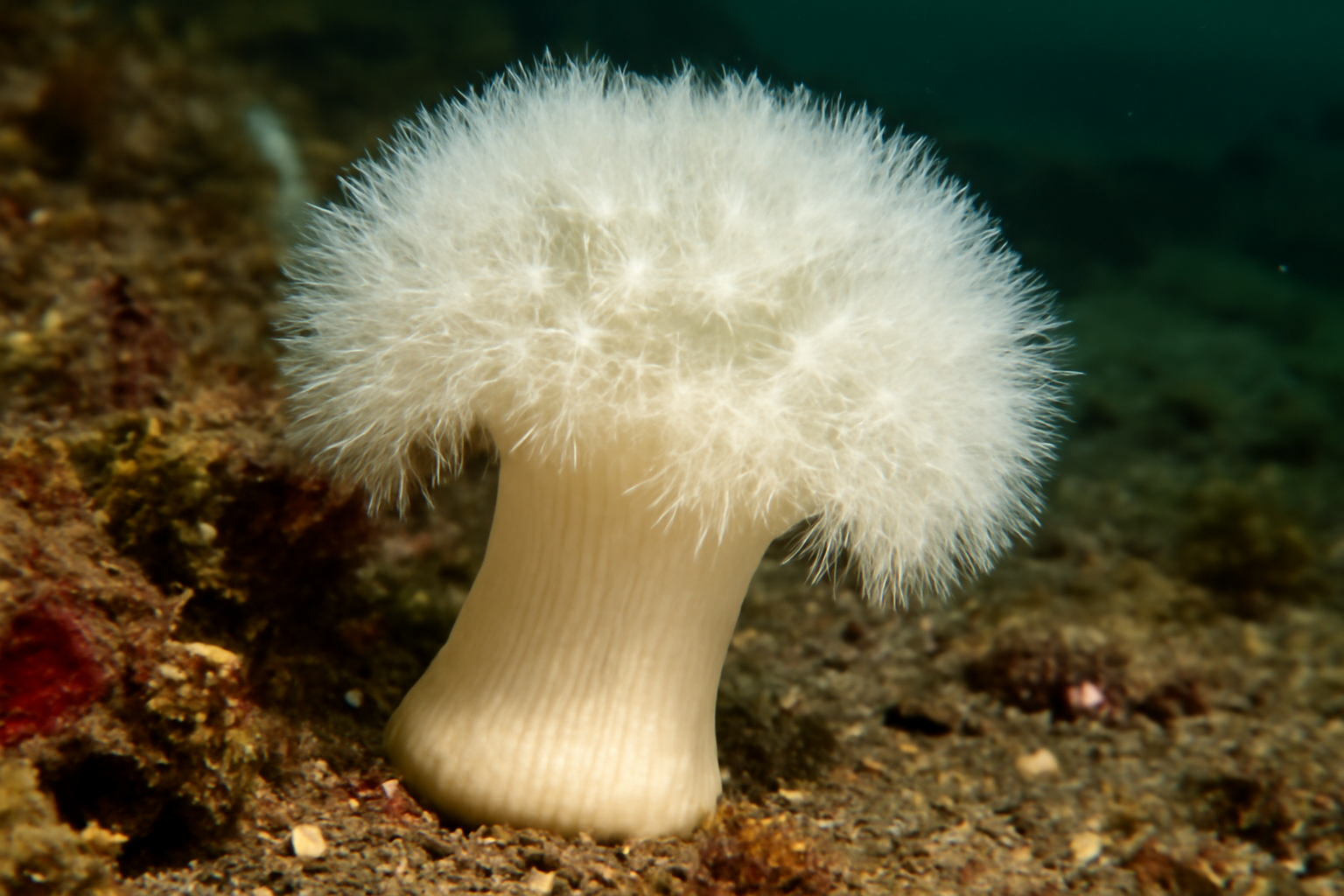 White Pincushion Sea Anemone