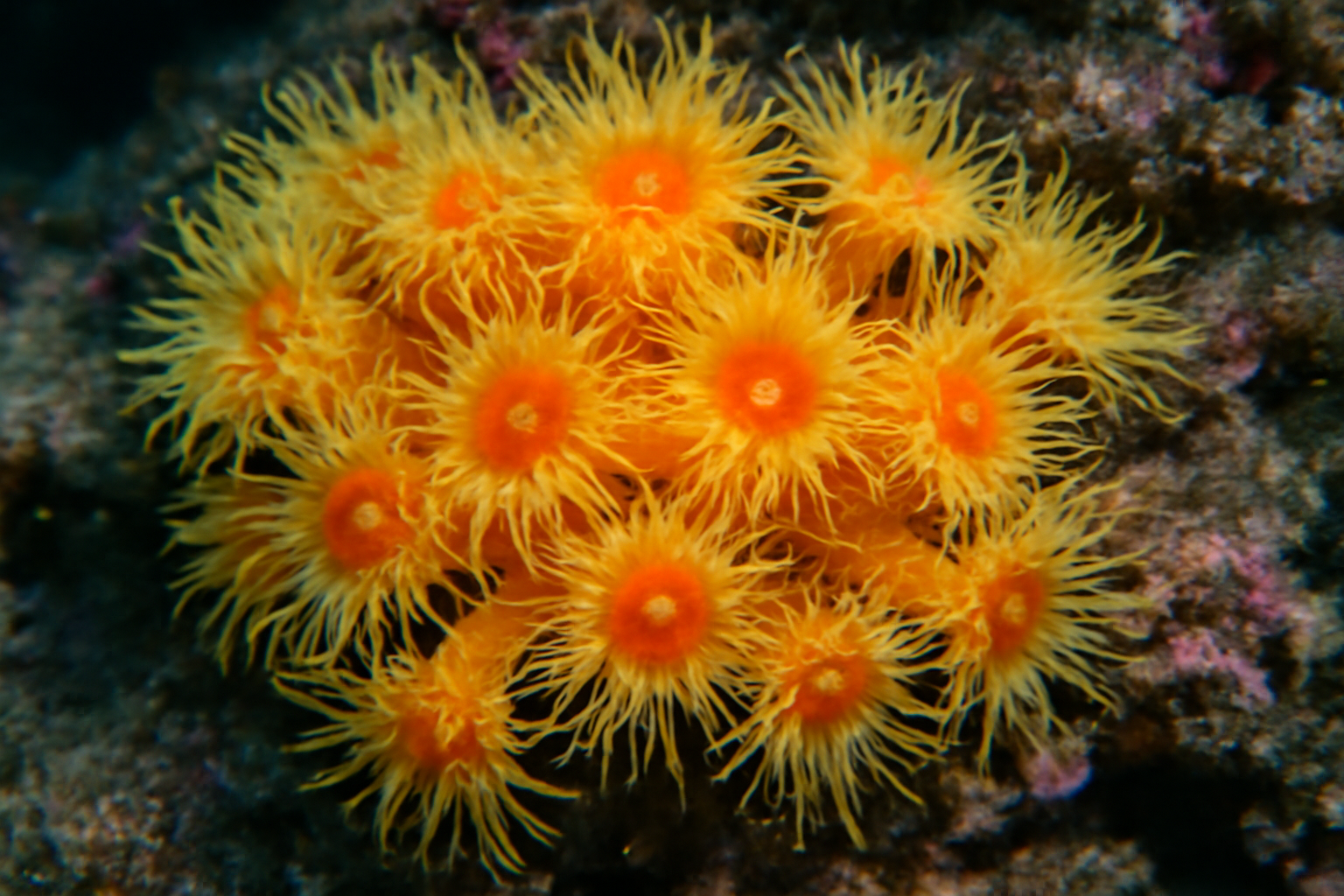 Orange Cluster Anemone