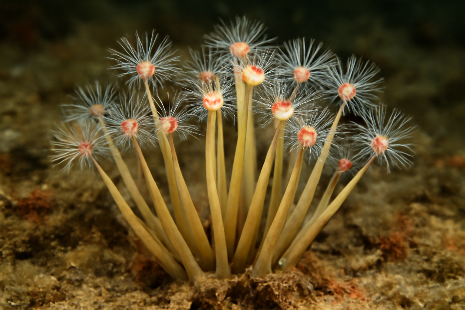 Thick-stemmed Hydroid