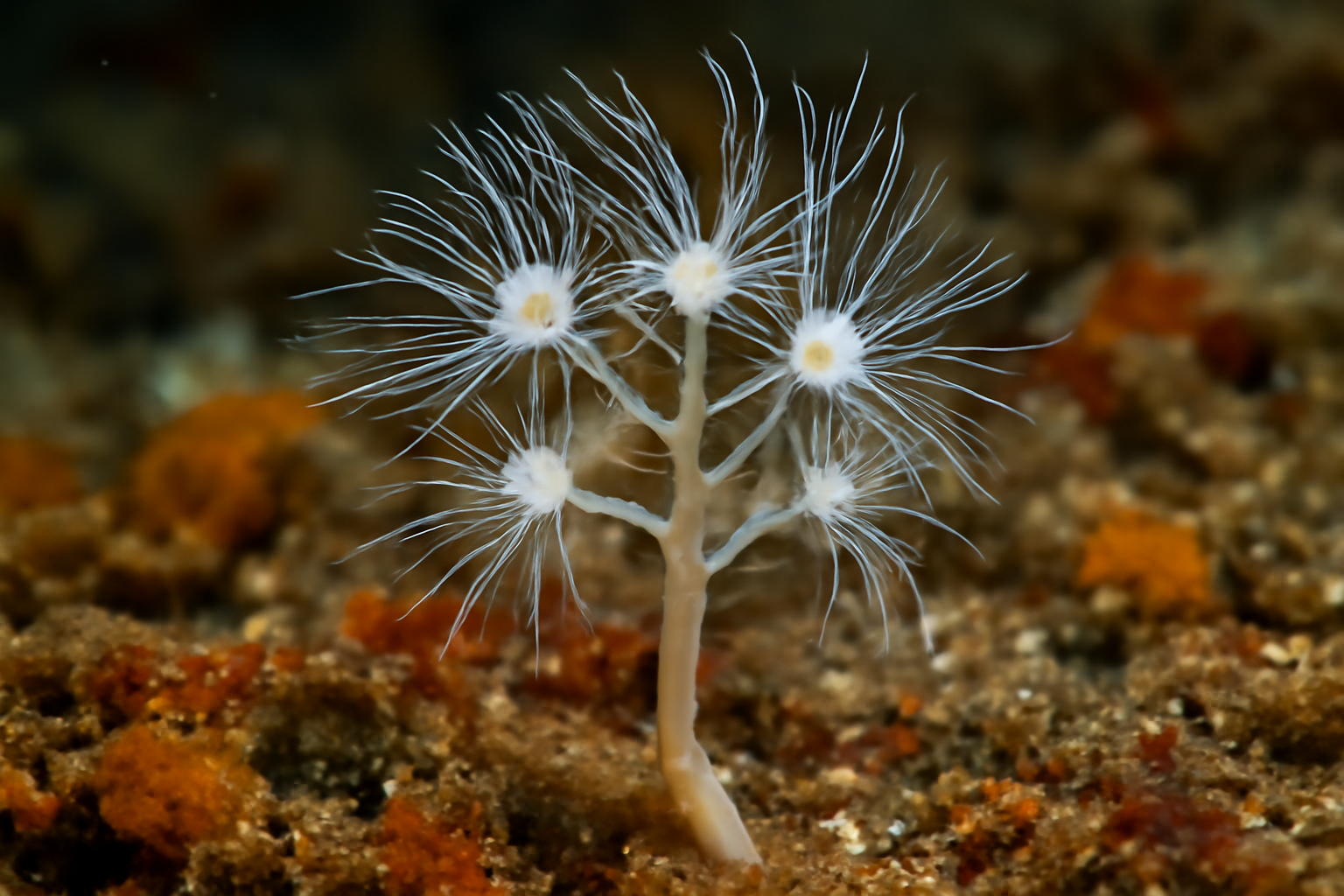 White Sea Hydroid