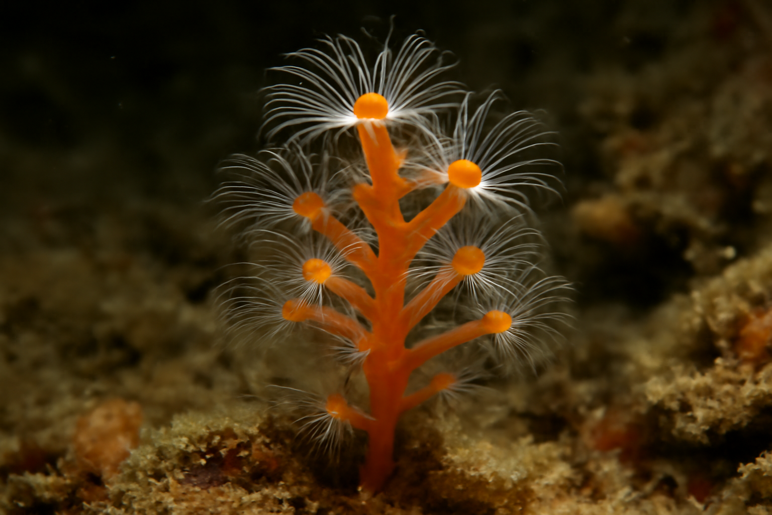 Orange Hydroid