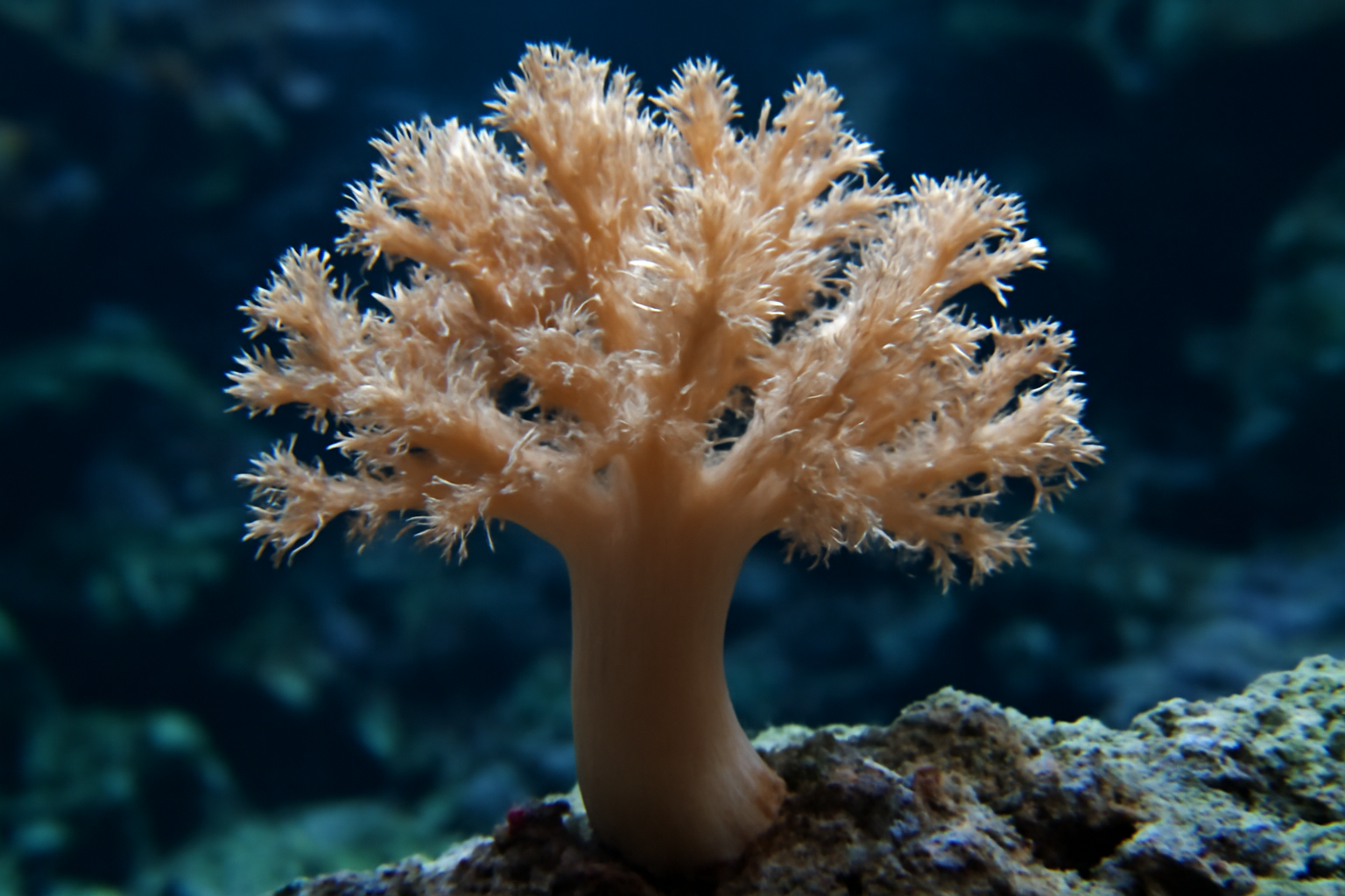 Kenya Tree Coral