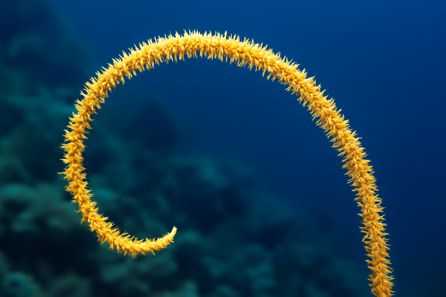 Gold Wire Coral