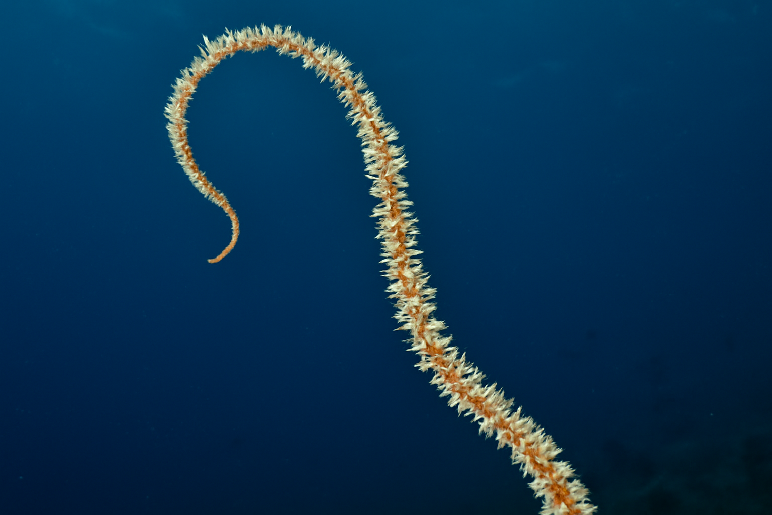 Wire Coral