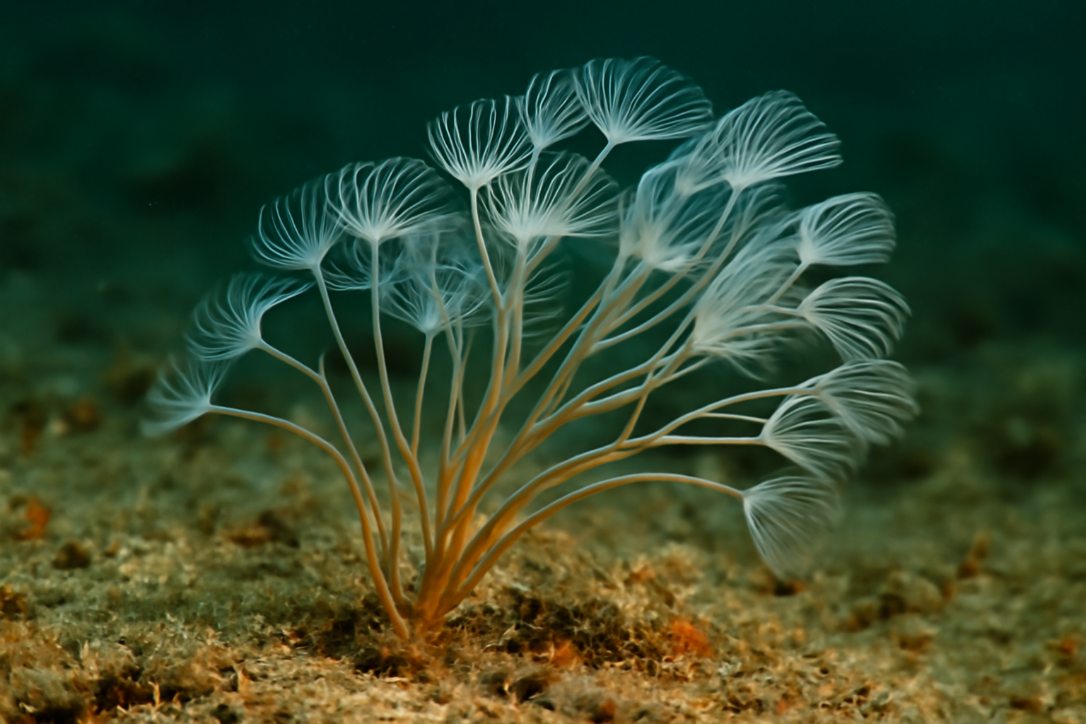 Ribbon Hydroid