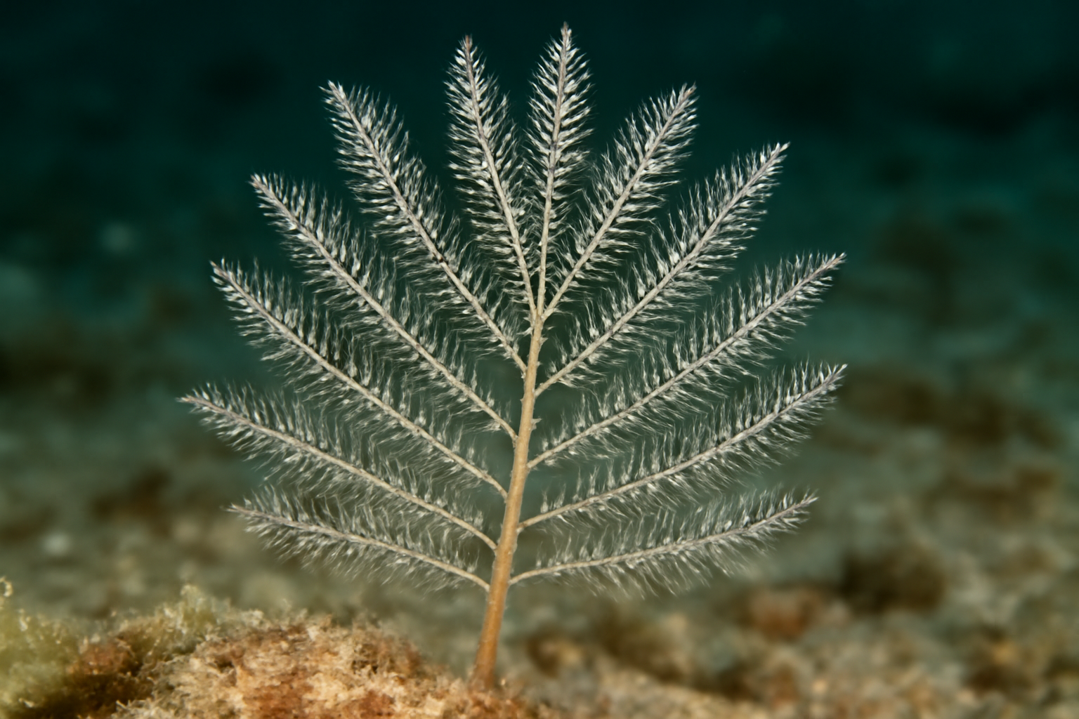 Plume Hydroid