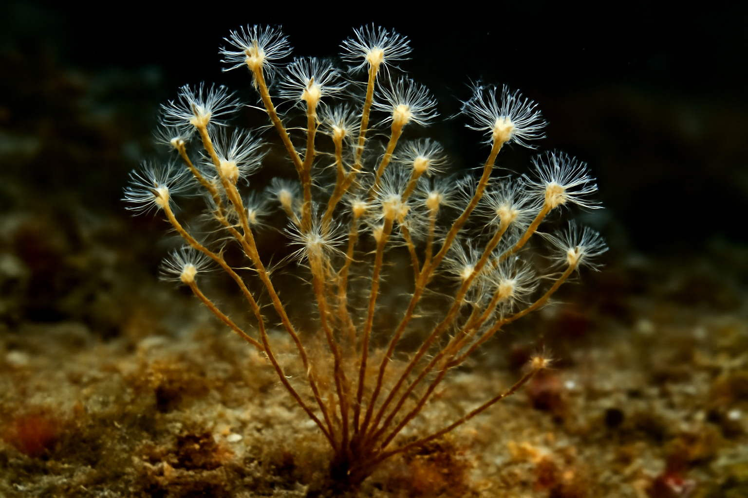 Southern Thread-Branch Hydroid