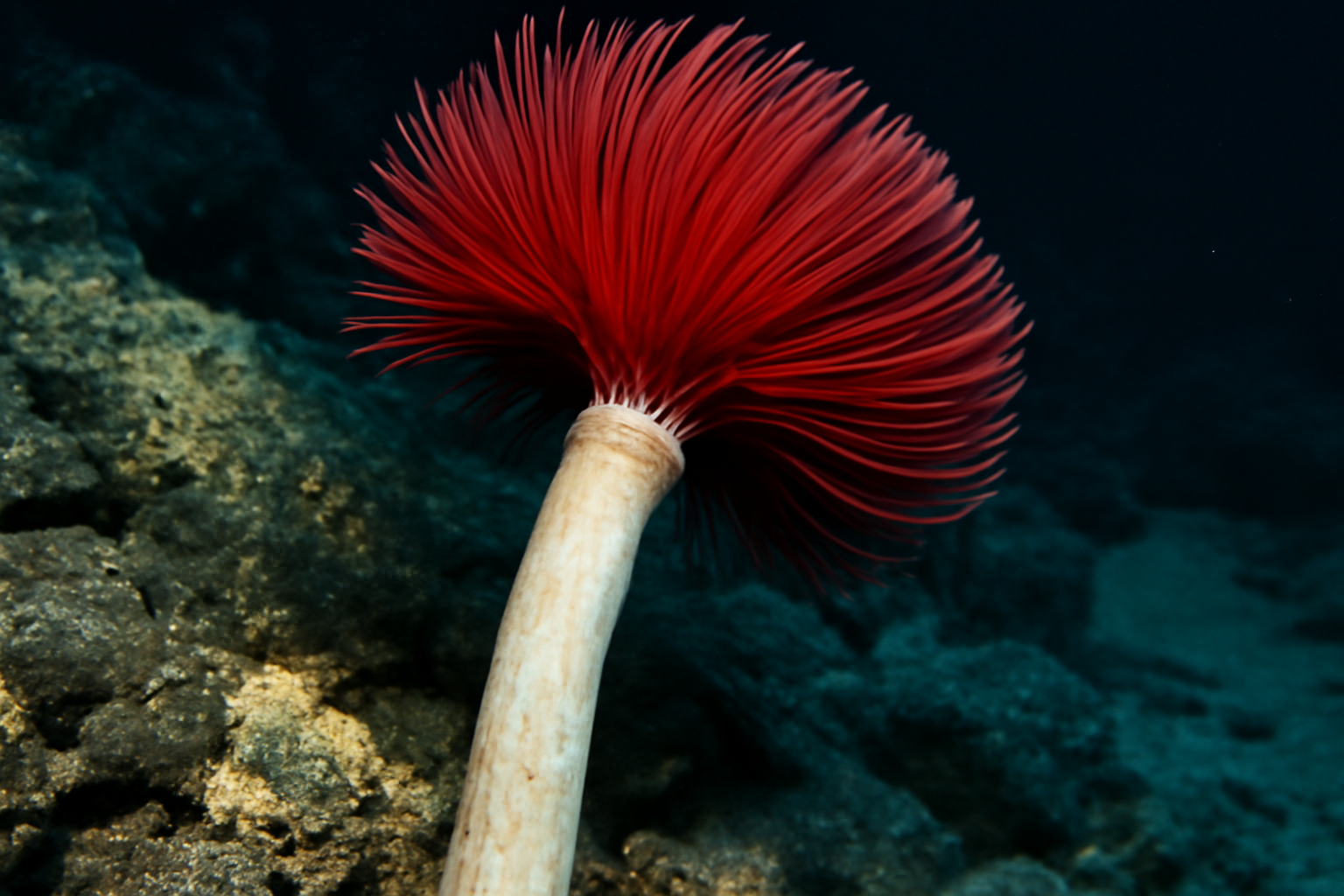 Giant Tube Worm