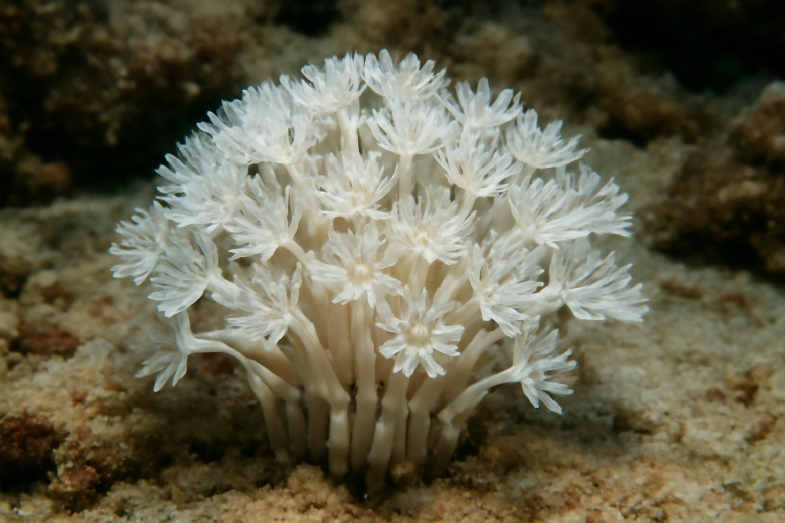 White Organ Pipe Coral