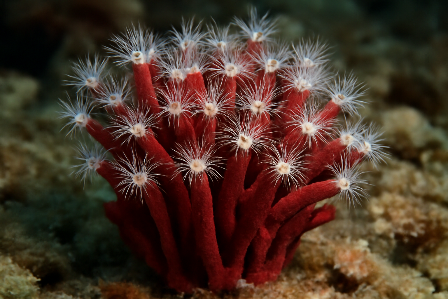 Red Organ Pipe Coral