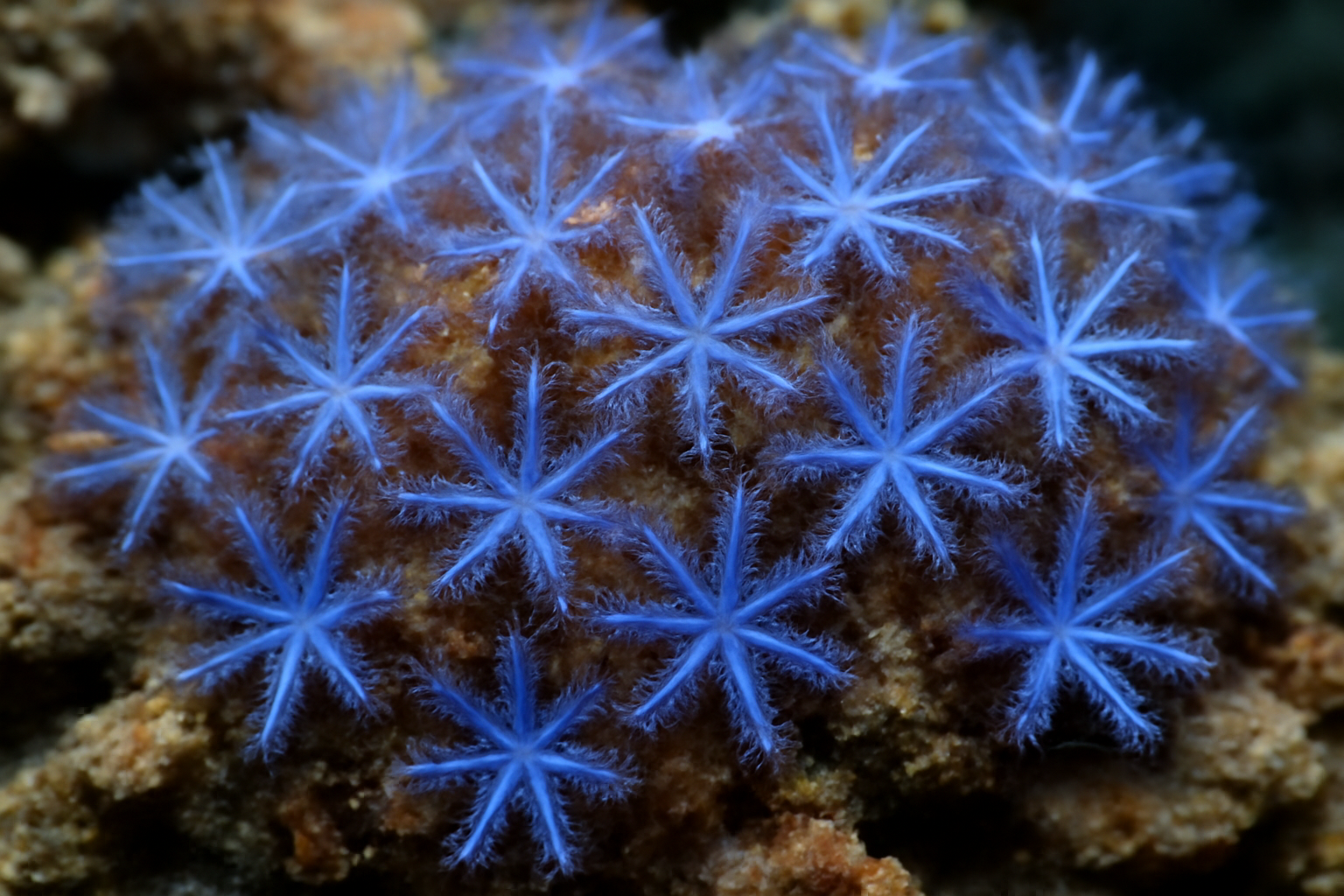 Blue Star Polyps