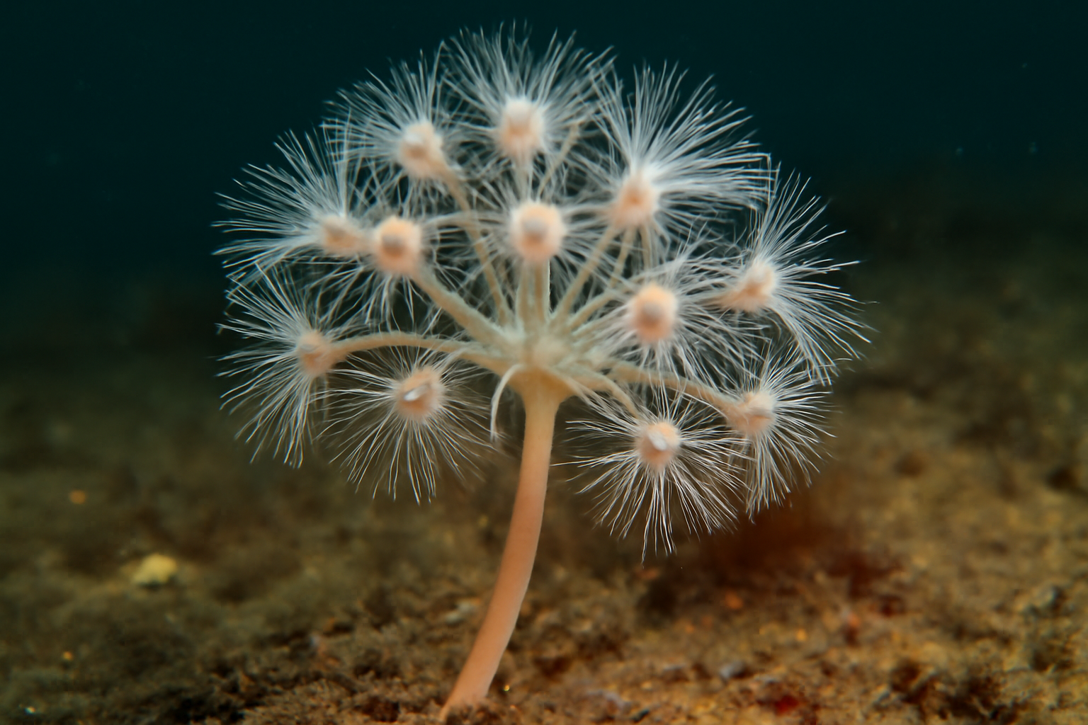 Arctic Pipe Hydroid