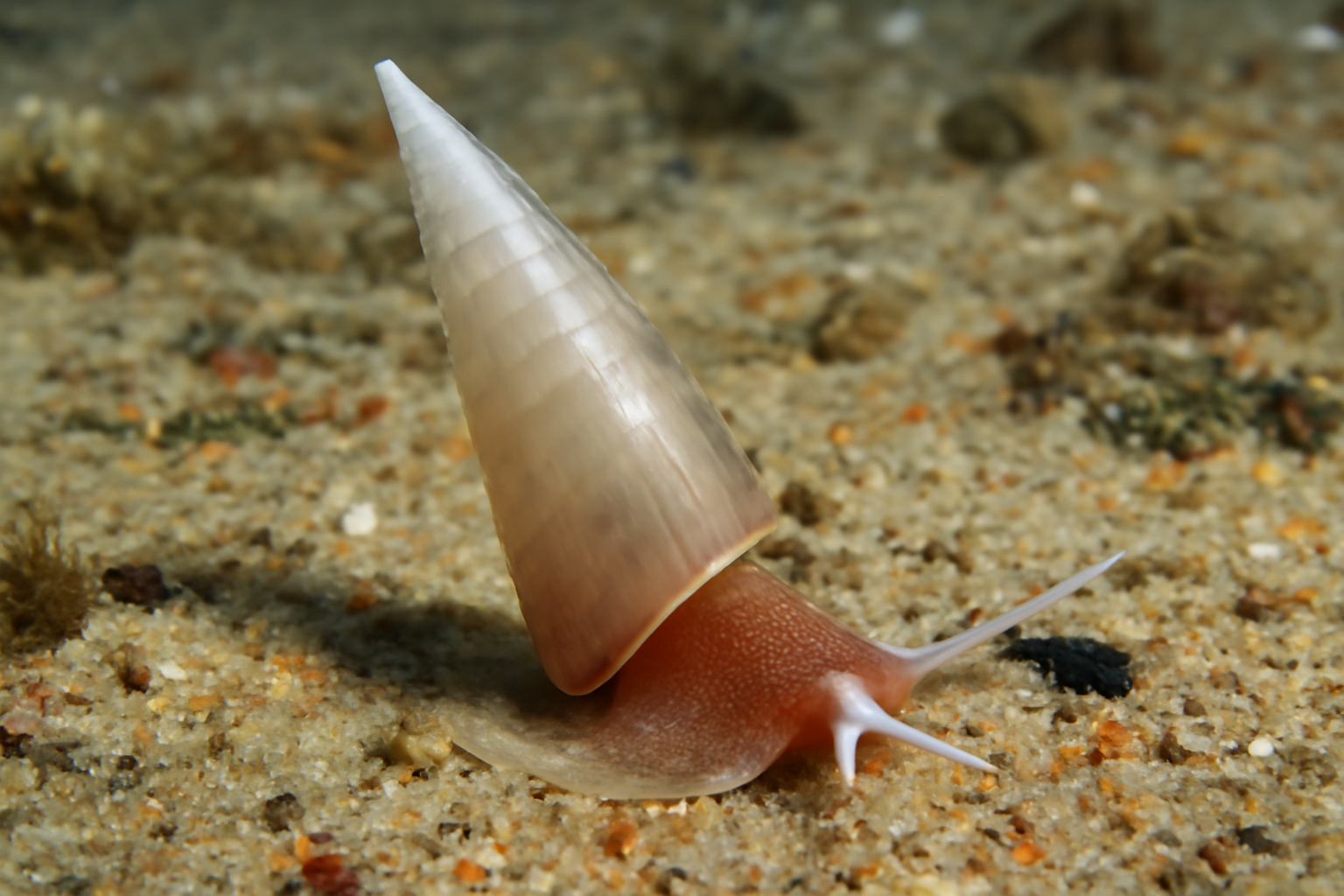 Slender Theca