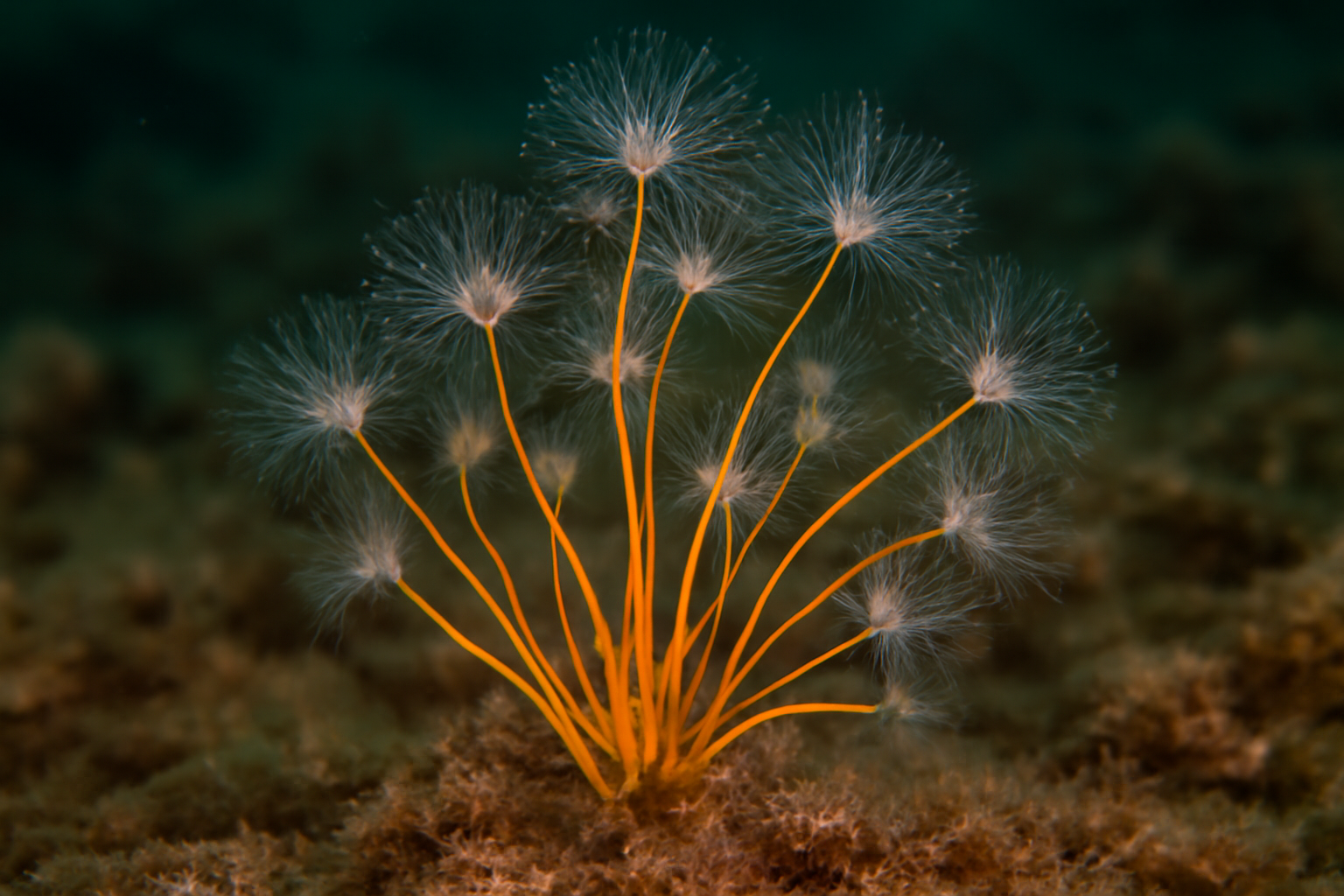 Orange Thread Hydroid