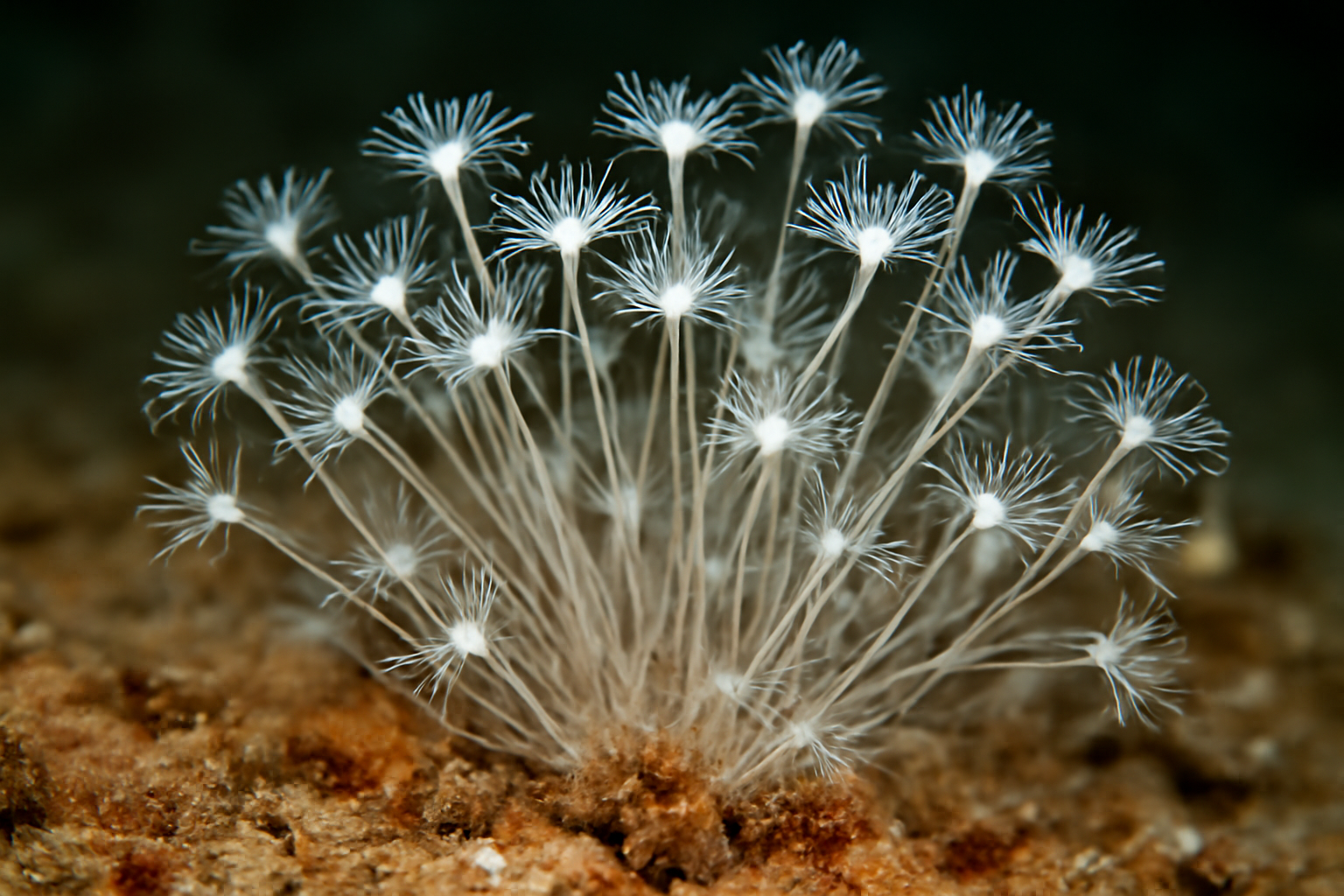 White Thread Hydroid