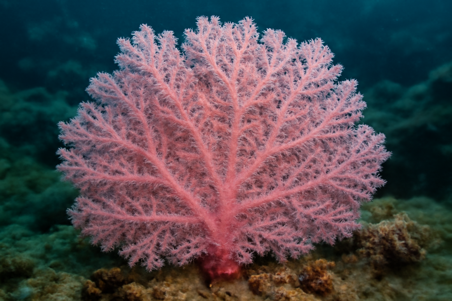 Pink Lace Coral