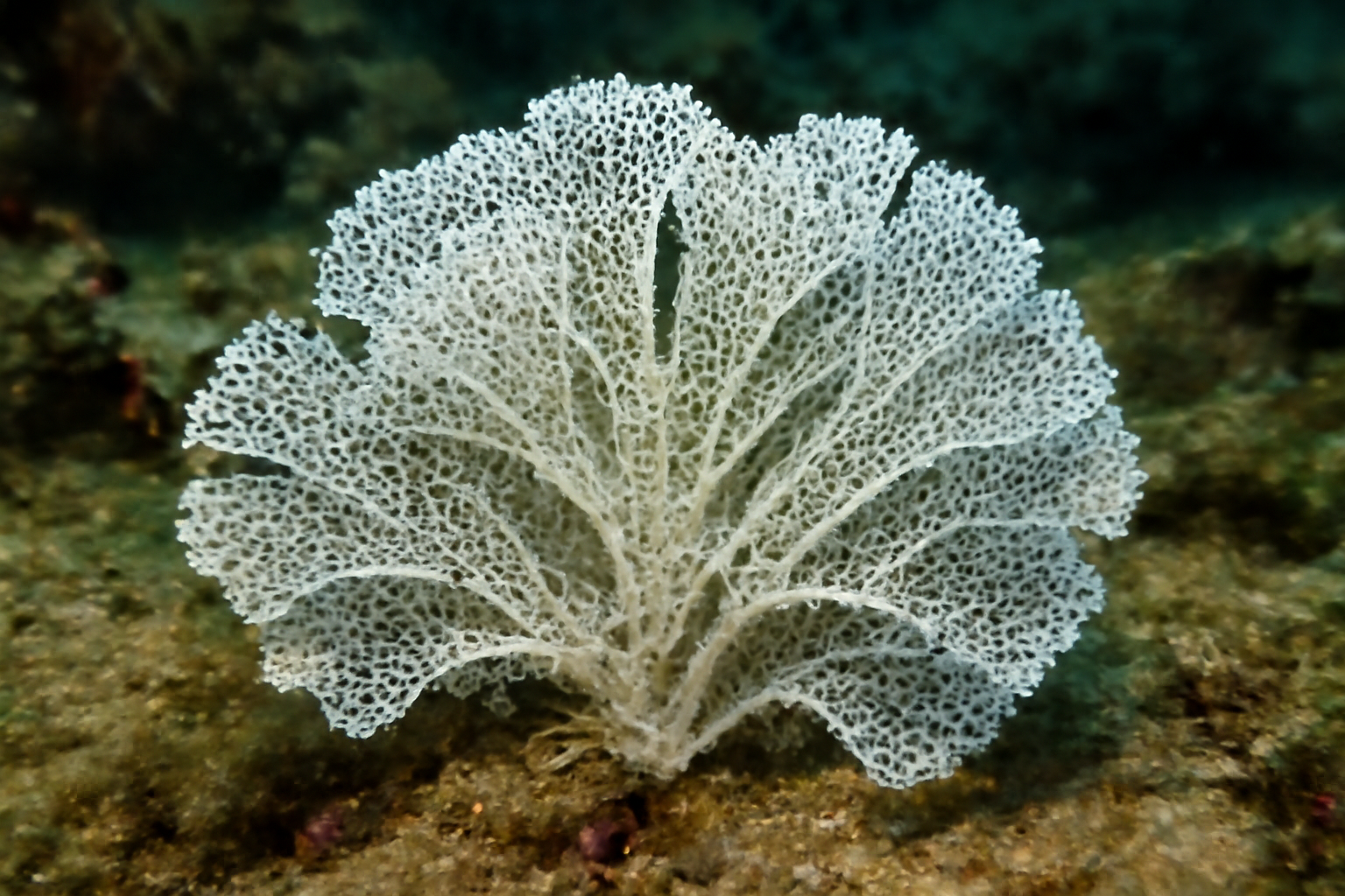 White Lace Coral