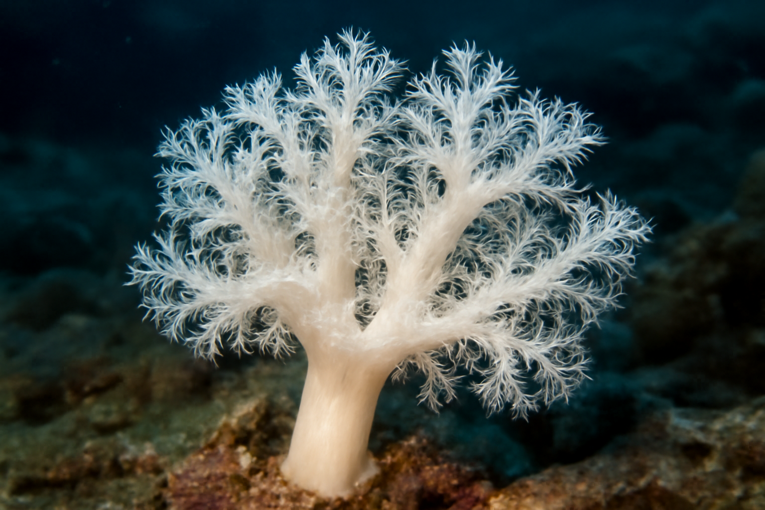 White Tree Coral