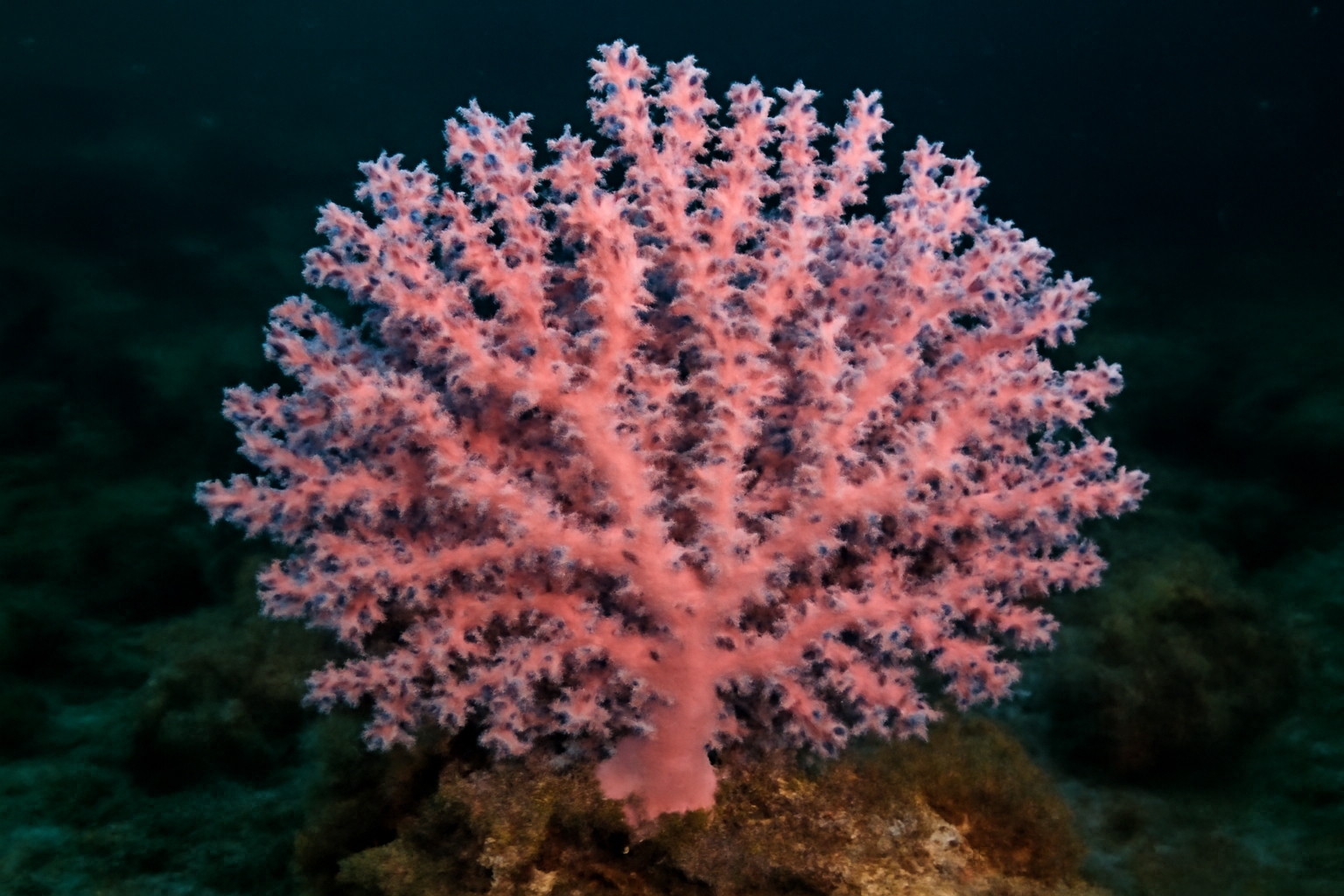 Pink coral