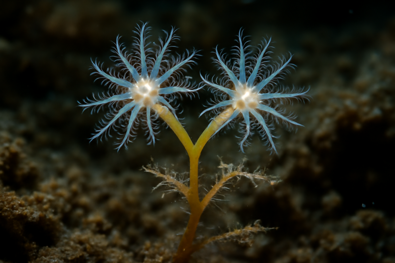 Stellate Crypthelia