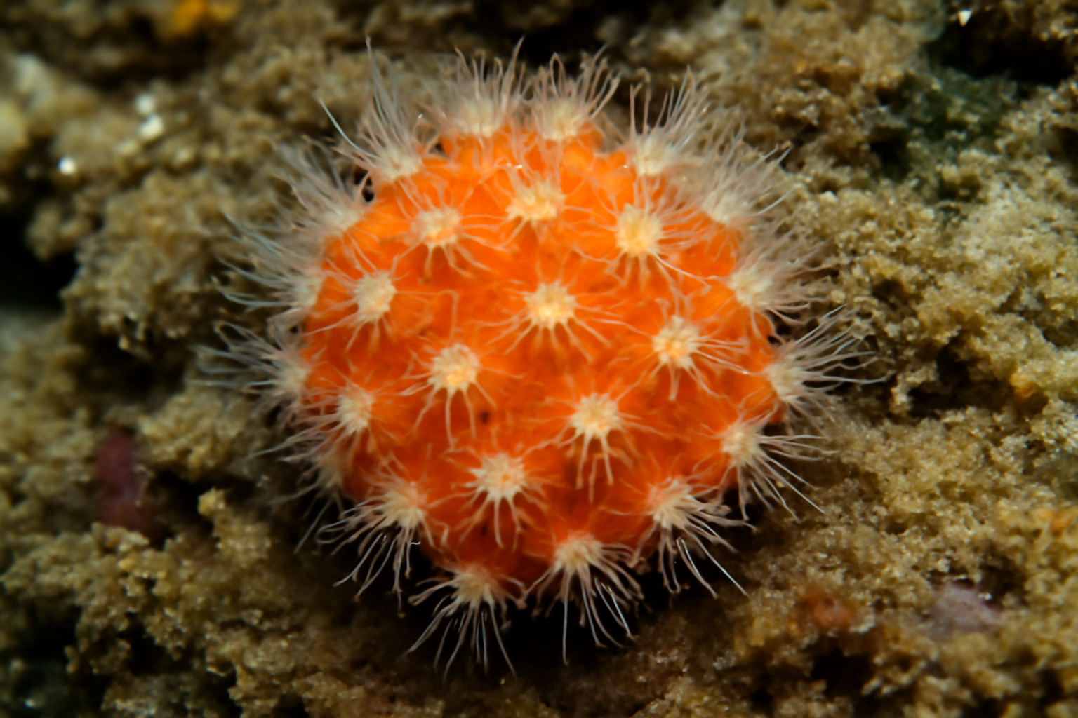 Adelopora alluaudi