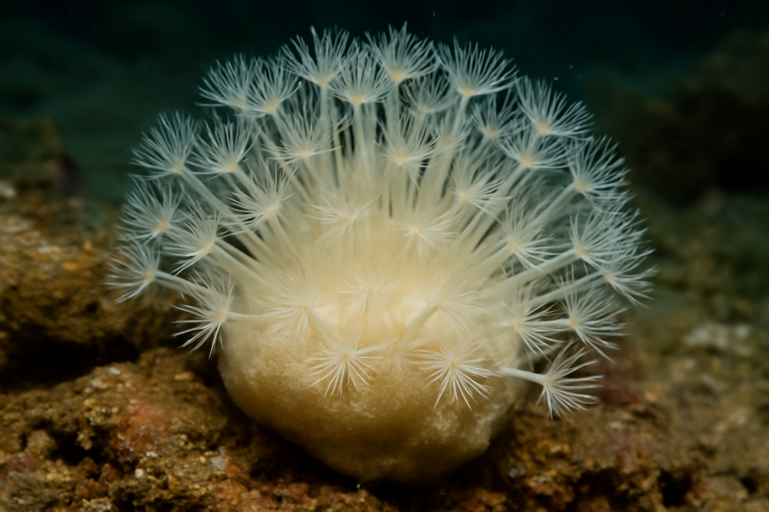 Adelopora nobilis