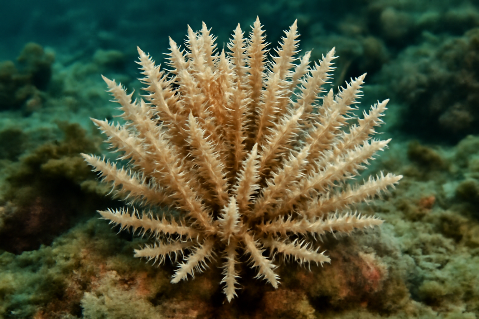 Spiny Coral