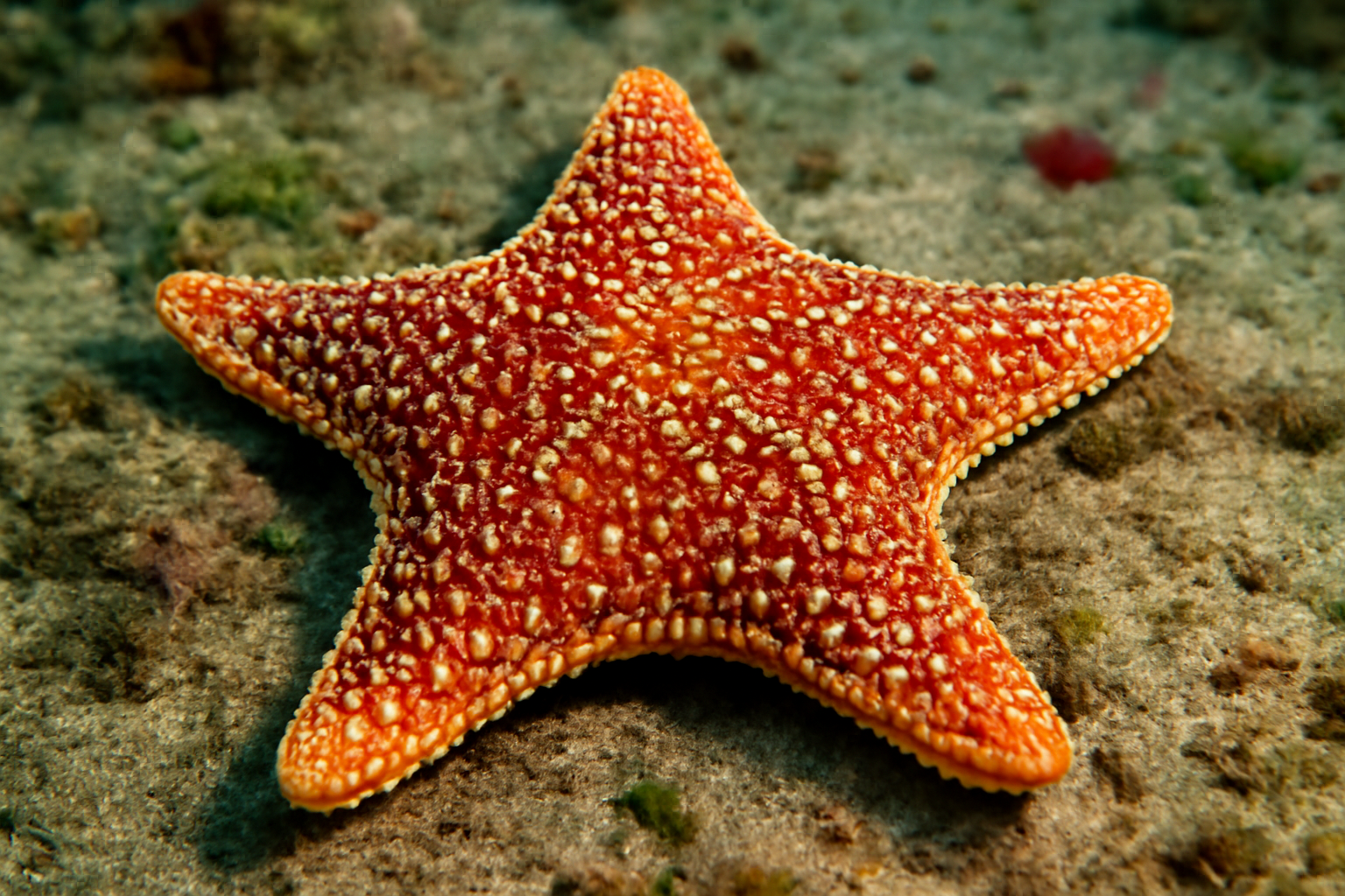 Astylus Starfish