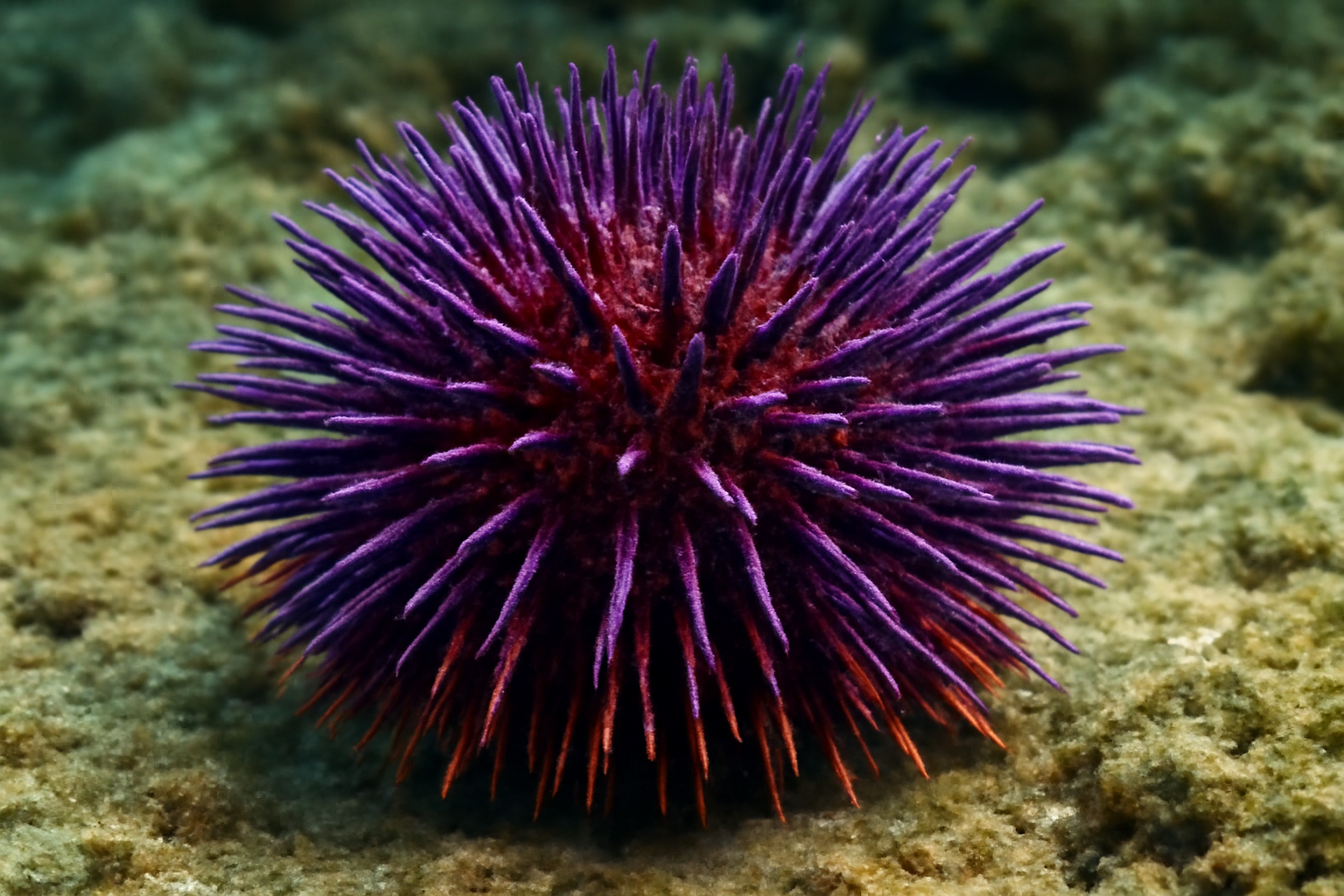 Astylus Sea Urchin