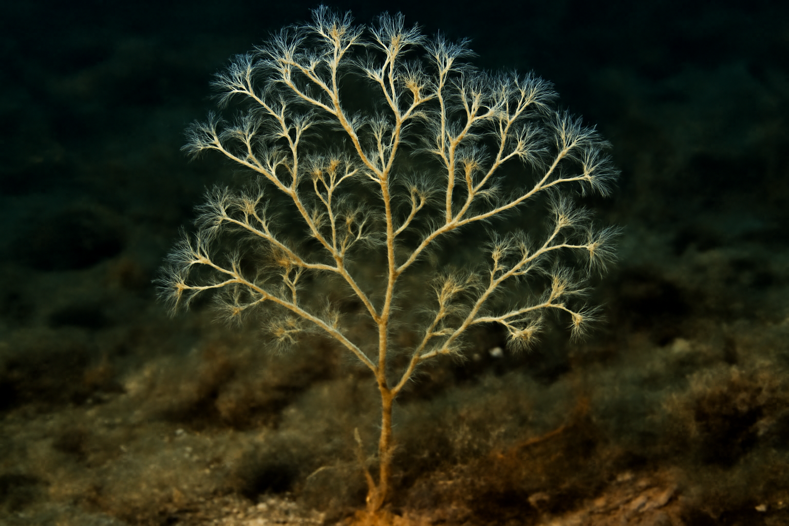 Halecium Halecium