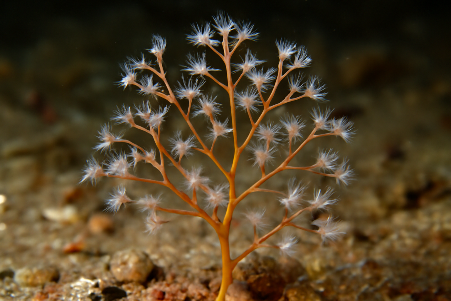 Halecium Muricatum