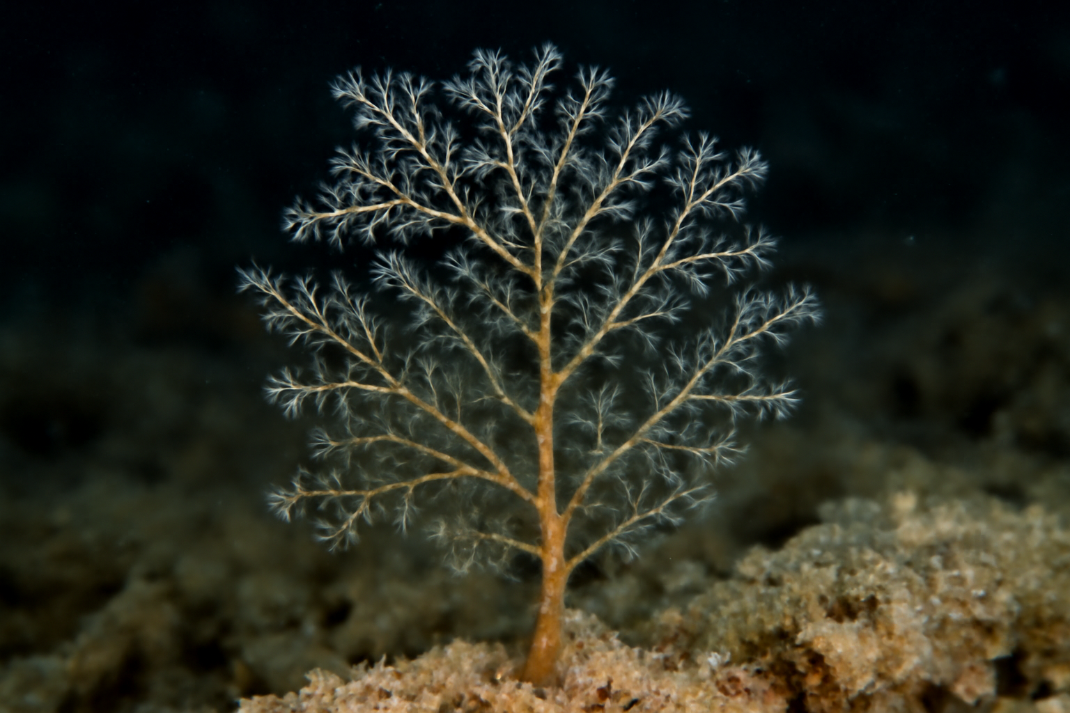 Halecium Okeni