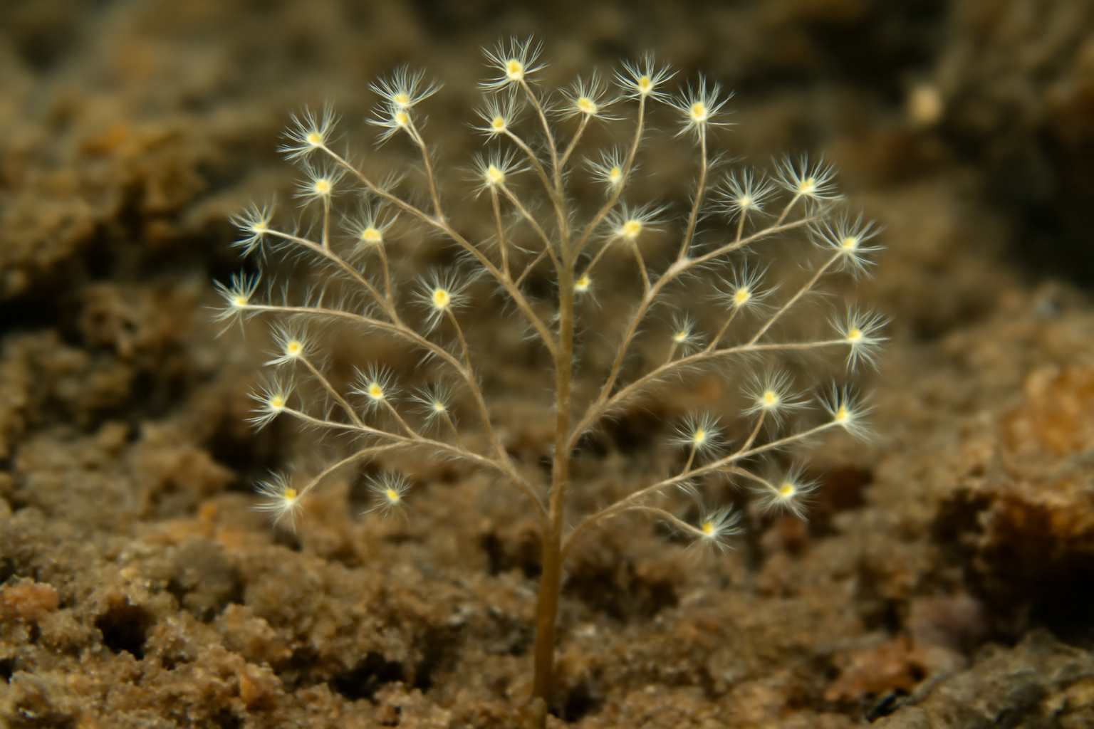 Halecium Tenellum