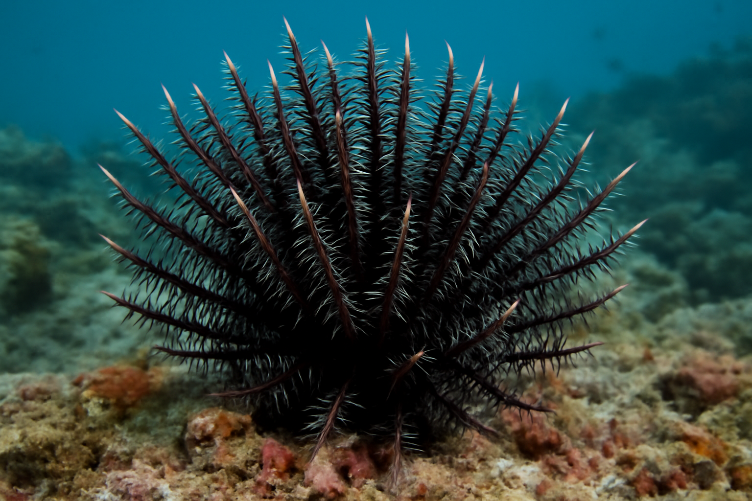 Black Thorn Coral