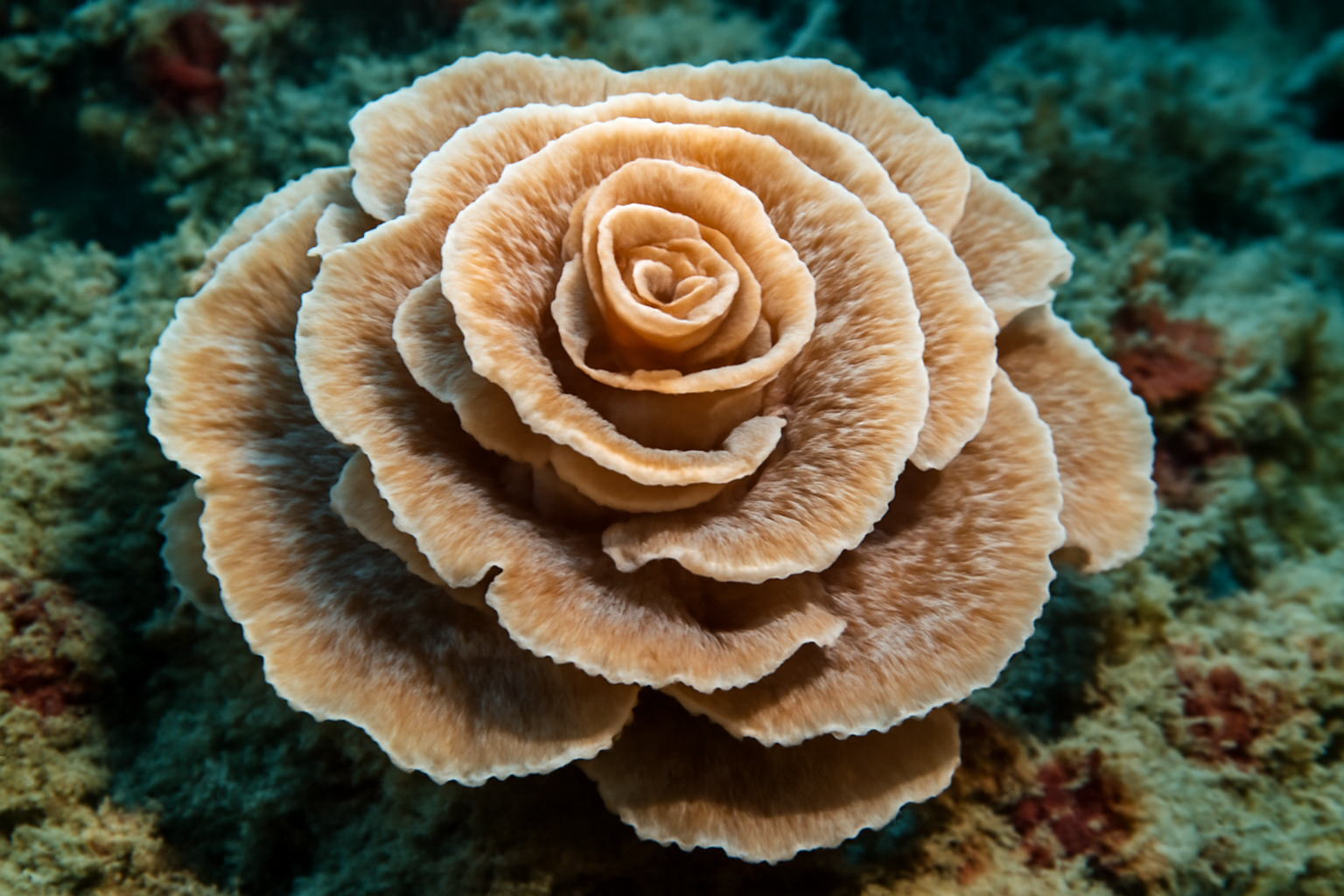 Rose Coral