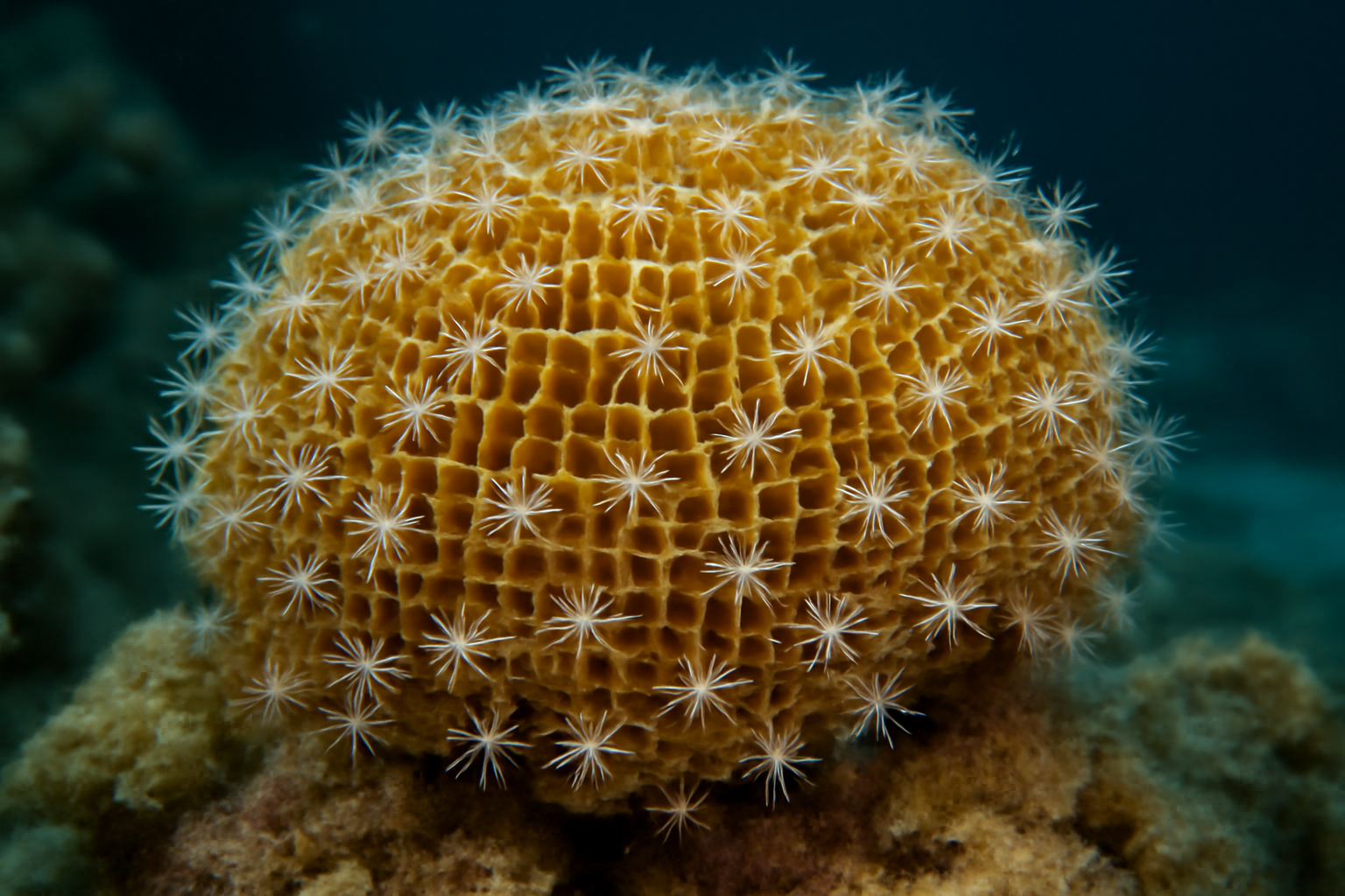 Box Fire Coral