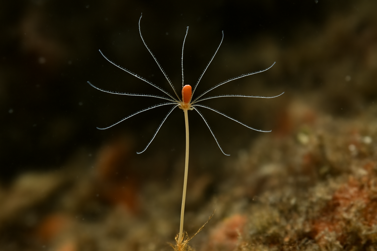 Antennella's Hydra