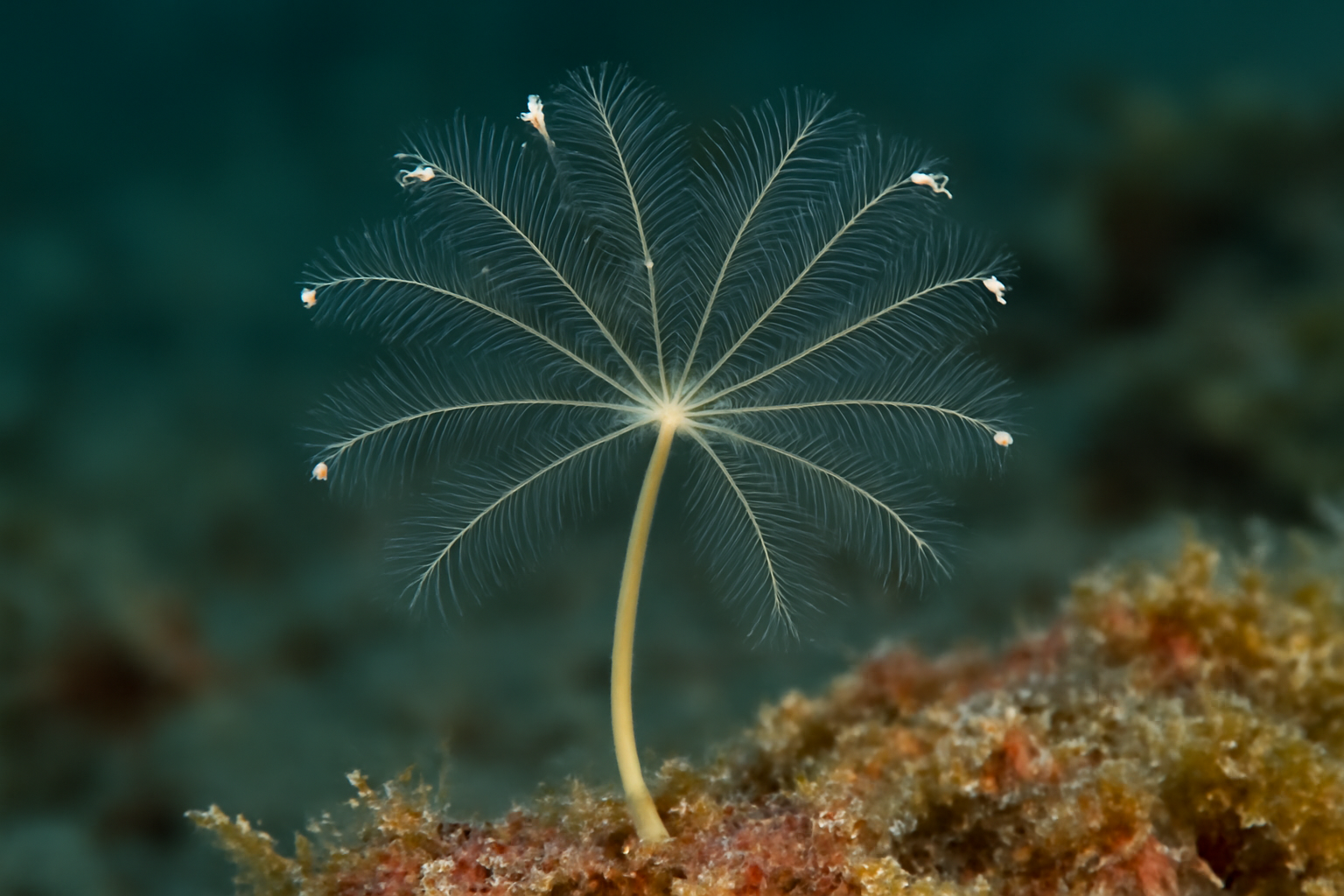 Southern Antennella