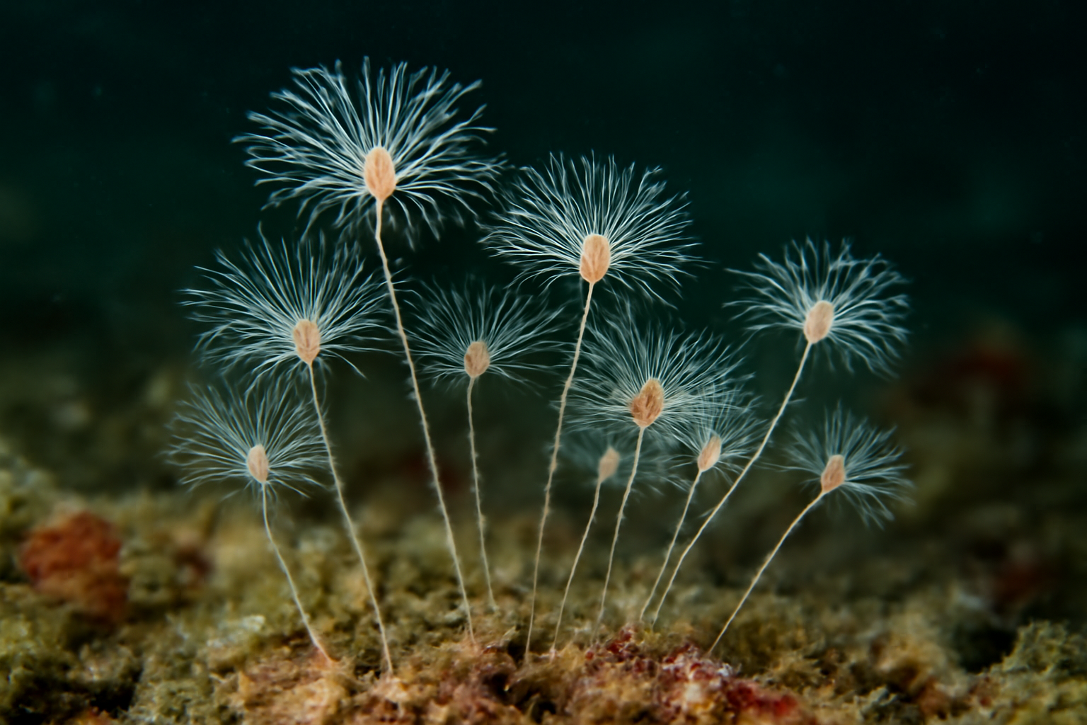 Thread hydroid